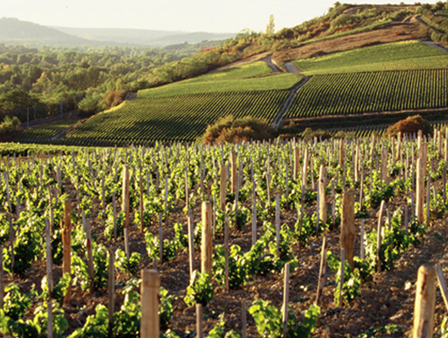 Les vignes